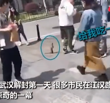 武漢解封首日黃鼠狼上街討飯 十分可愛(ài)